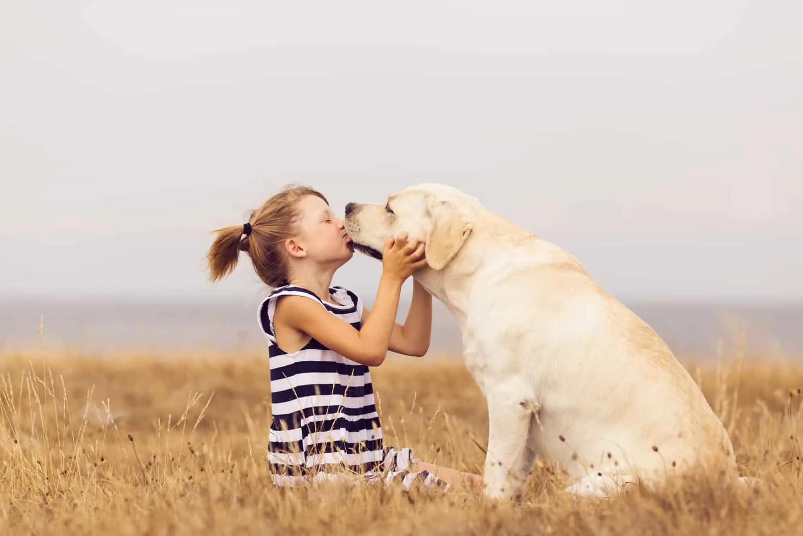 Das Mädchen küsst die Schnauze eines Labradors