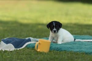 Junges Jack Russell H&uuml;ndchen