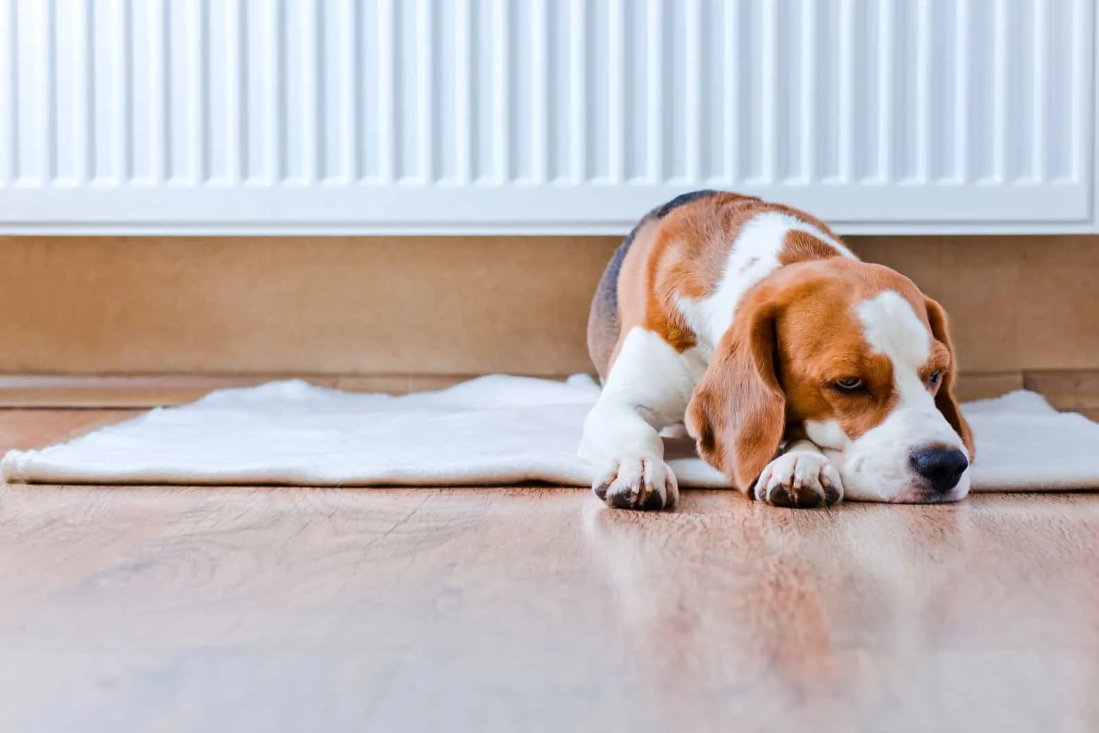Der Beagle-Hund ruht im Haus auf dem Boden