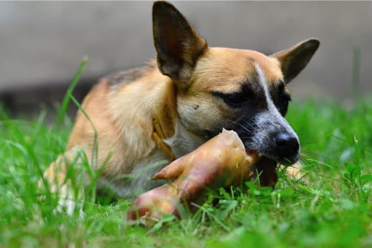 Fleisch für Hunde Welche Fleischsorten sind die besten?