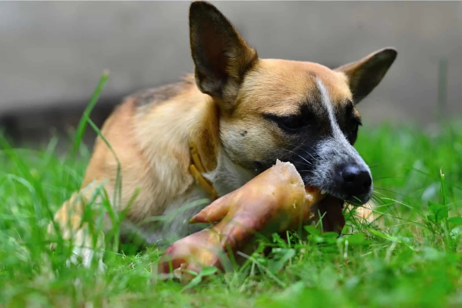 Der Hund frisst Schweinefleisch