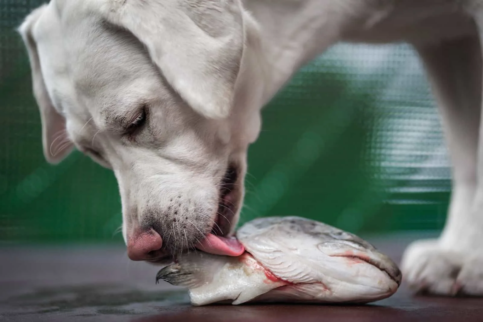 Der Labrador isst frischen Fisch