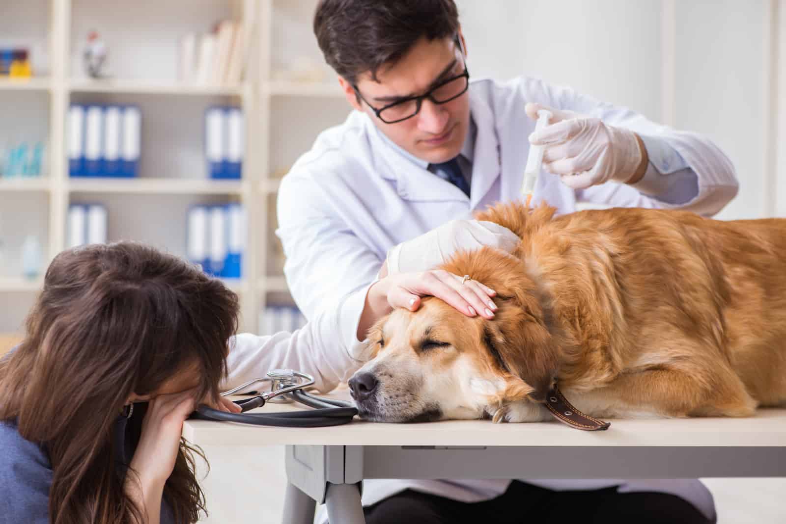 Der Tierarzt spritzt einem kranken Hund