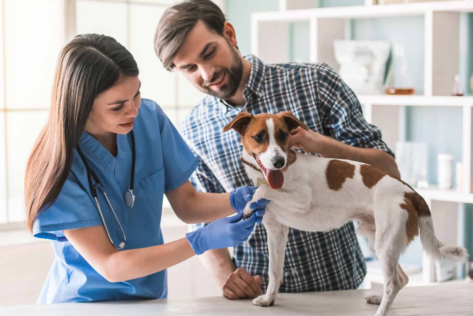 Der Tierarzt untersucht den Hund mit Hilfe des Hundebesitzers