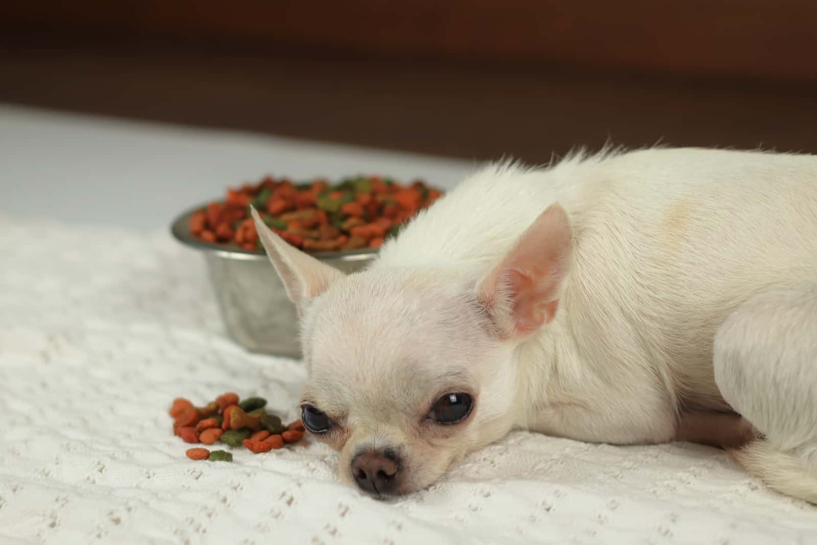 Der alte weiße Chihuahua lehnt Essen ab