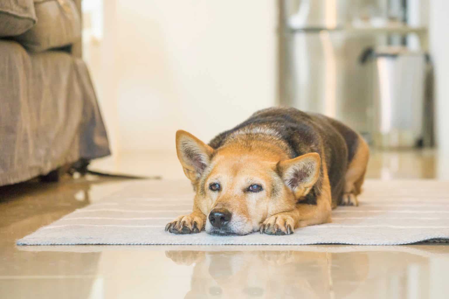 Schmerzmittel Hund Arthrose Was wirklich bei Arthrose hilft