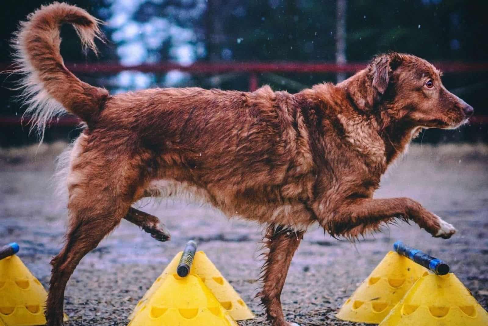 Der braune Hund im Training überquert die Cavaletti-Hürden