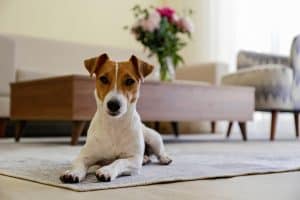 Neugieriger Jack Russell Terrier Welpe
