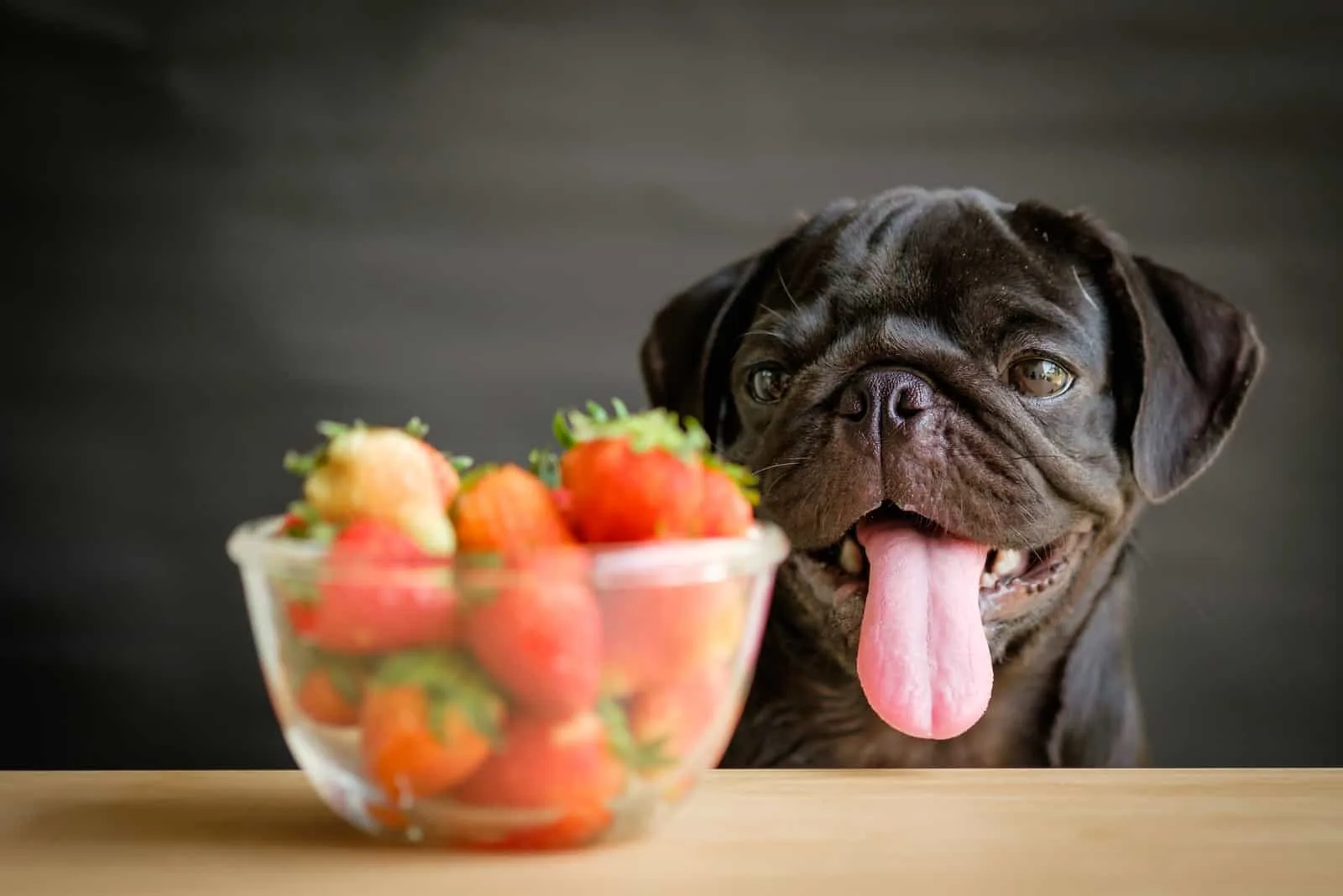 Der schwarze Hund streckt die Zunge heraus und schaut auf die Erdbeerschale