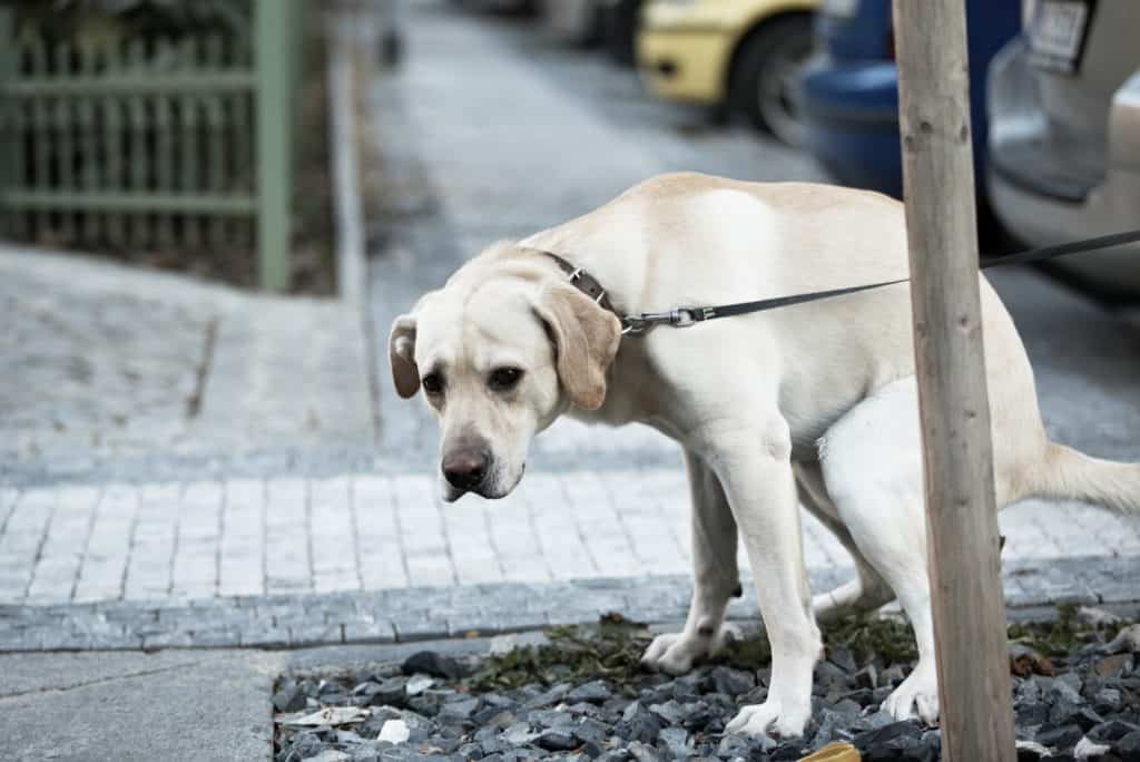 Hund Olivenöl Wie gesund ist das Öl für Hunde wirklich?