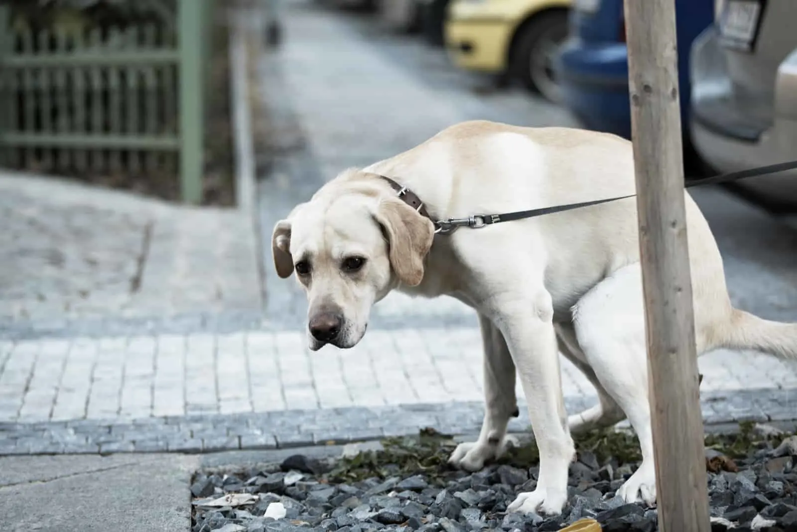 Der weiße Hund an der Leine uriniert großartig