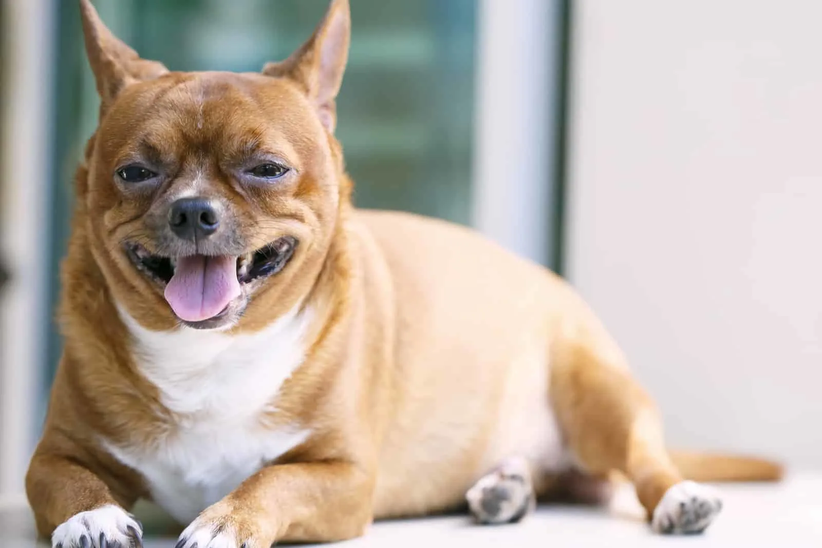 Die fettleibigen Chihuahua lügen und ruhen