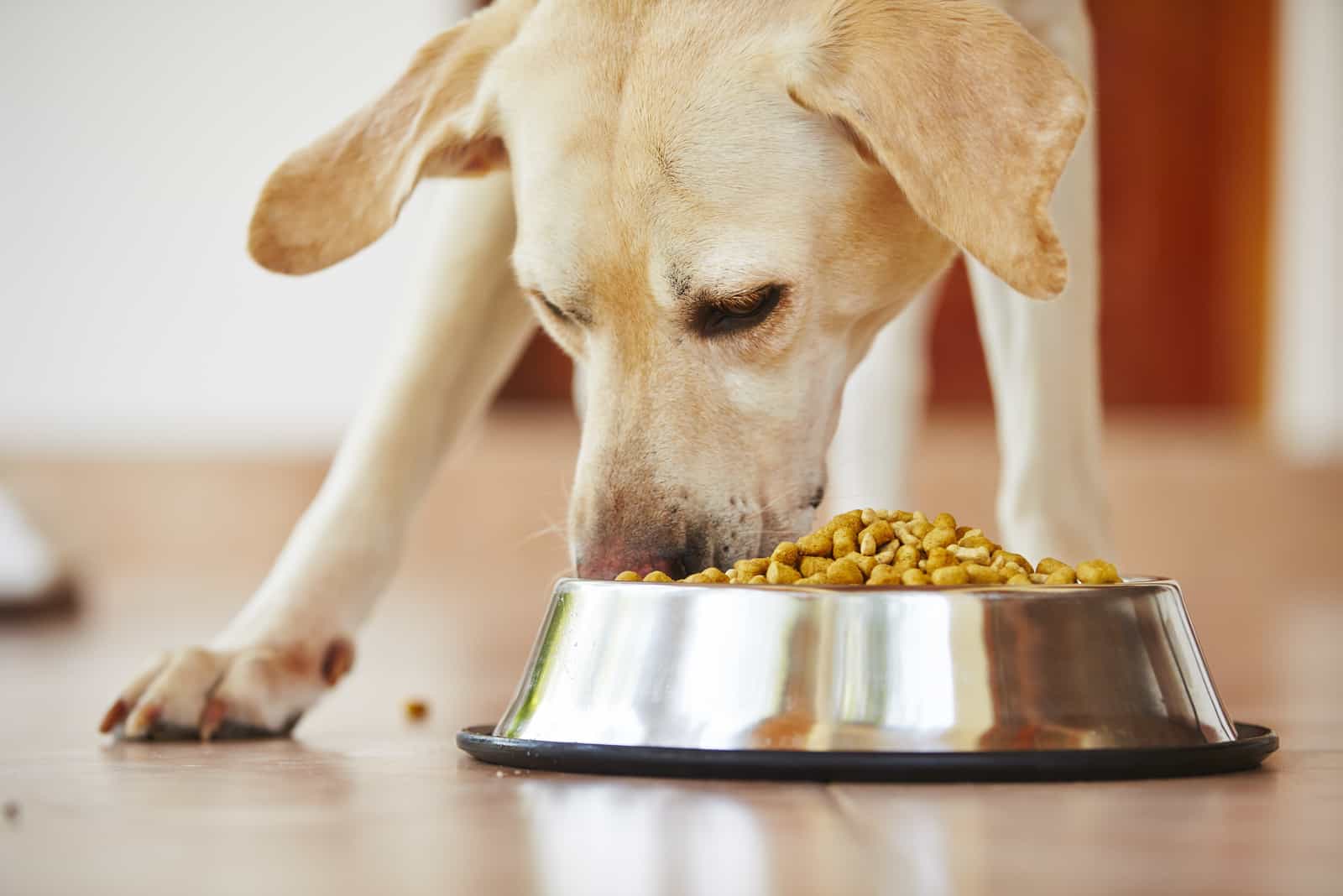Ein Labrador Retriever isst trockenes Hundefutter aus einer Schüssel