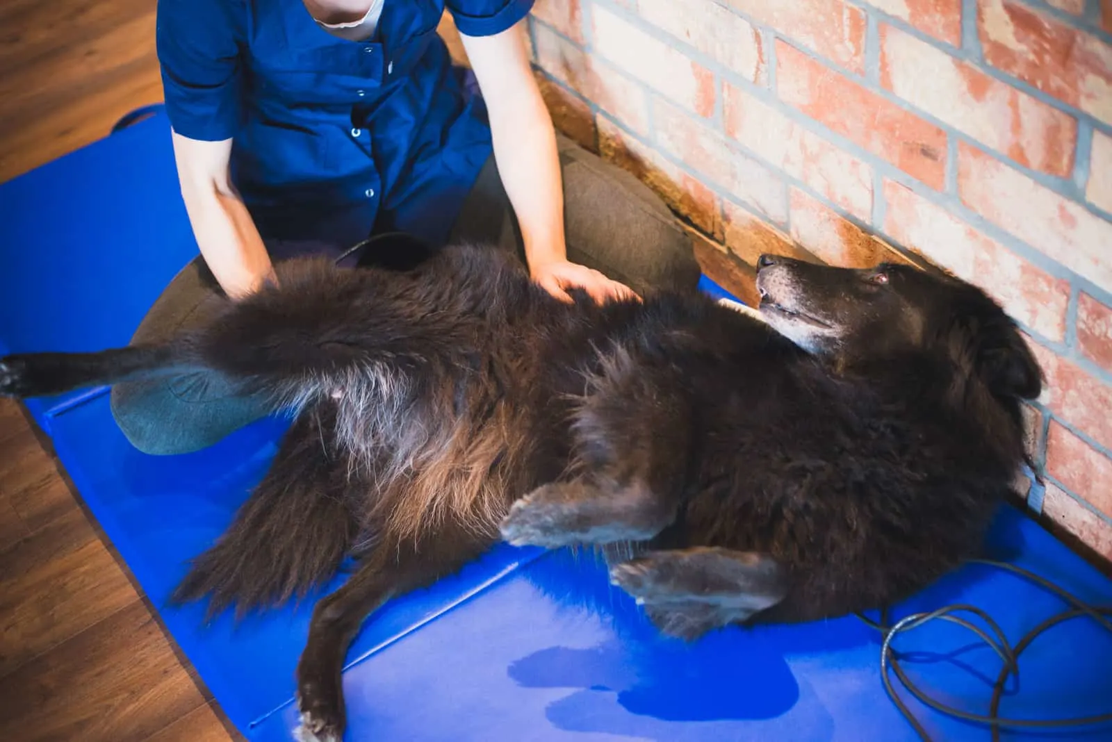 Ein Physiotherapeut massiert einen schwarzen Hund