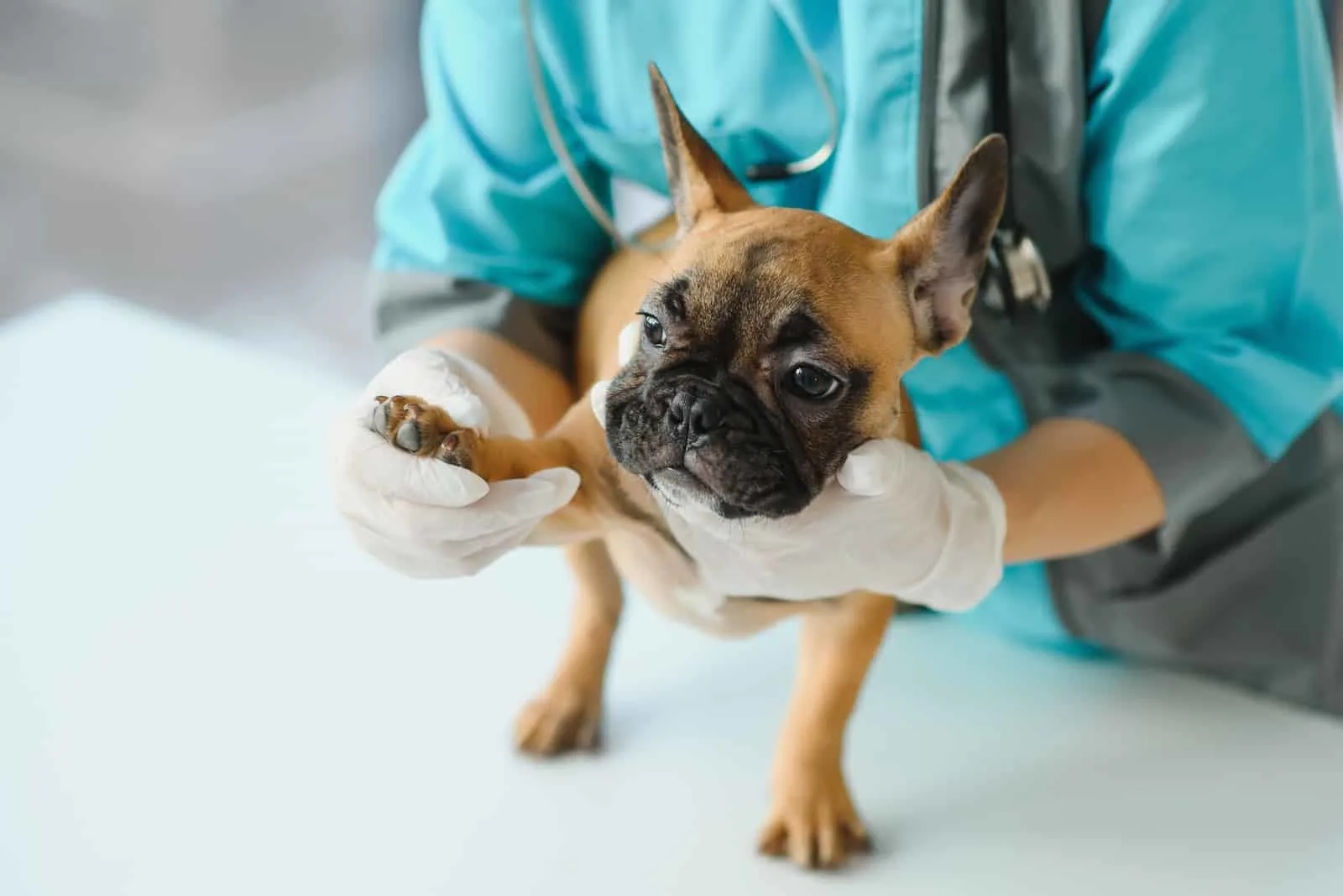 Ein Tierarzt untersucht eine französische Bulldogge