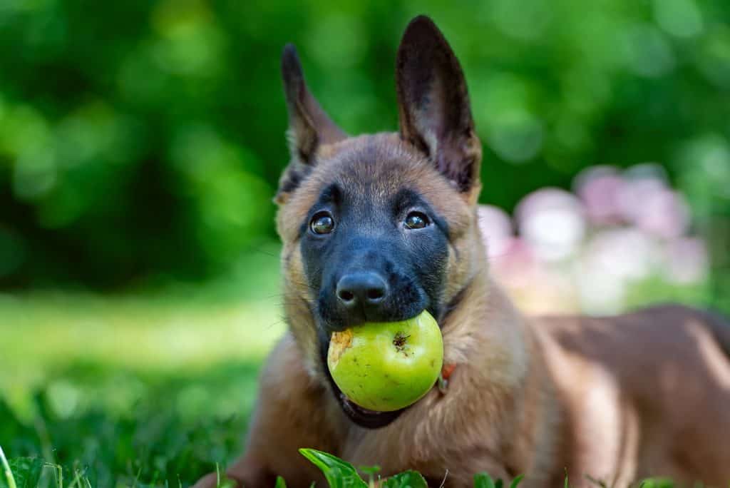 Apfel für Hunde Dürfen Hunde Äpfel essen?