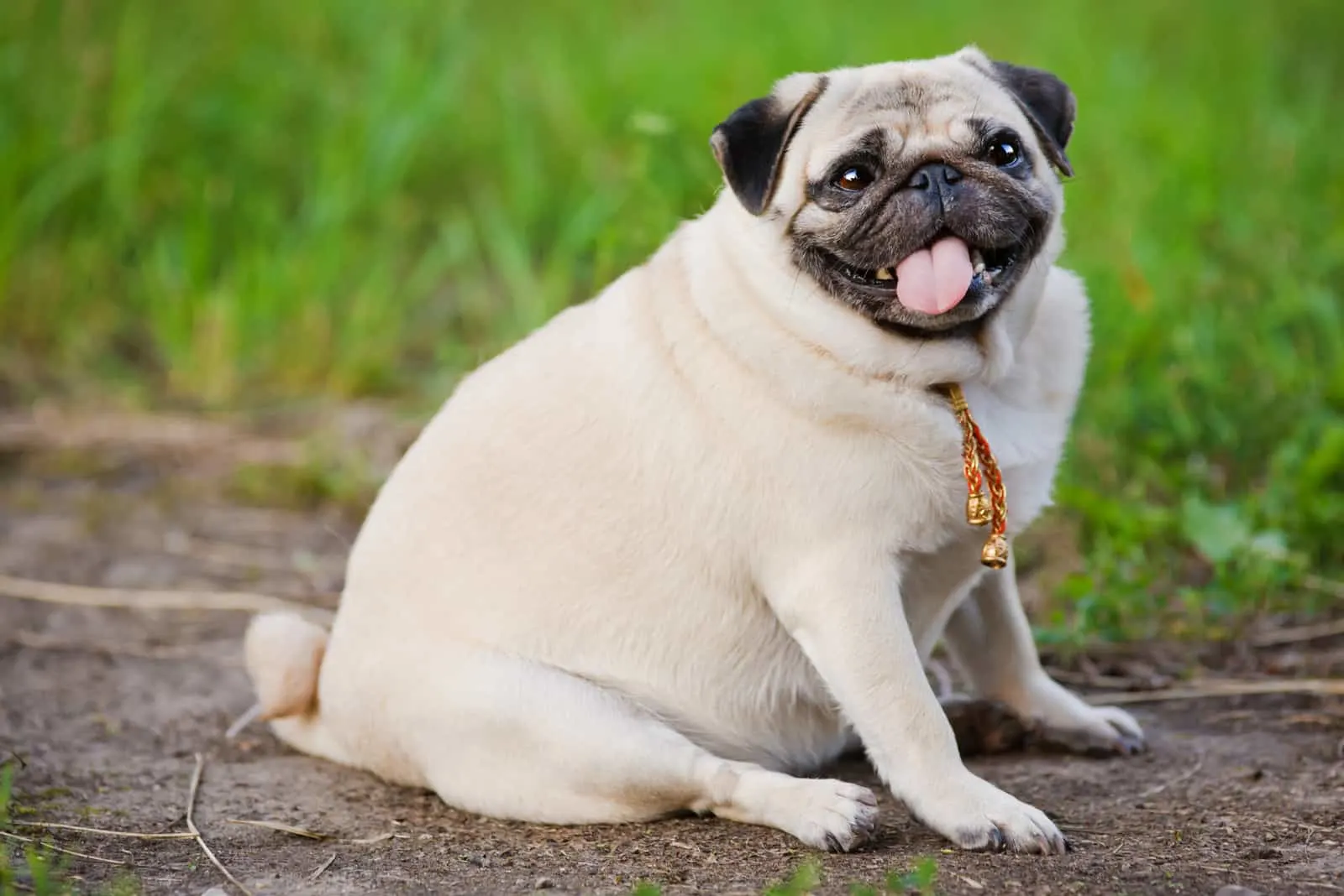 Ein fetter Hund sitzt