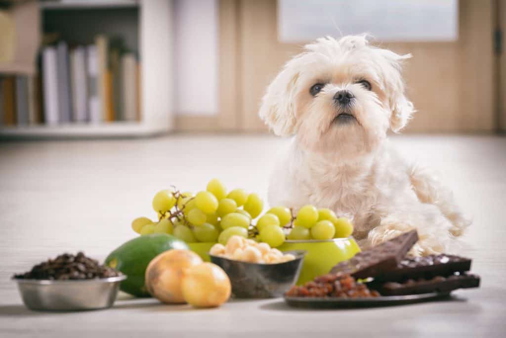 Apfel für Hunde Dürfen Hunde Äpfel essen?