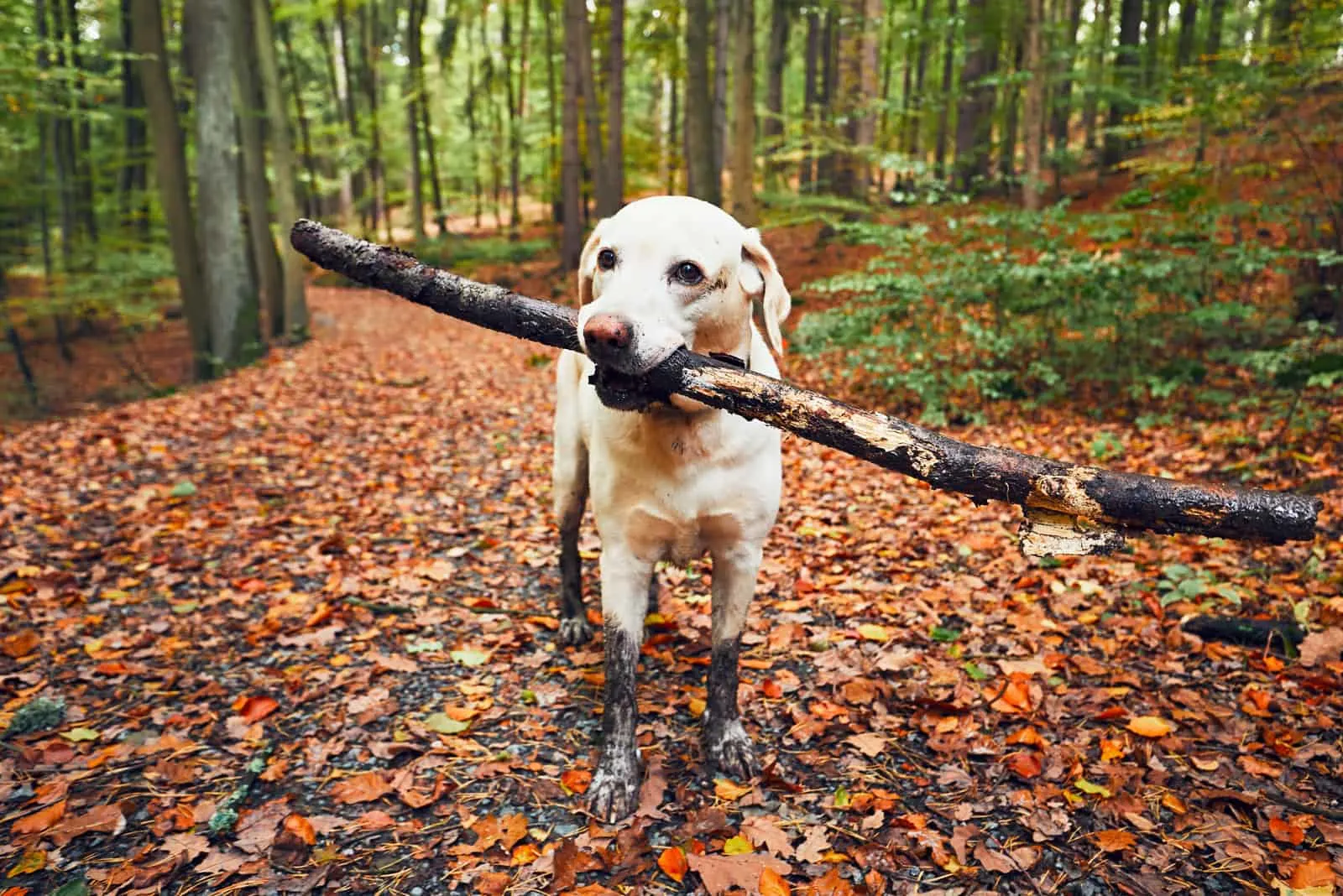 Ein schlammiger Labrador trägt einen Ast im Mund durch den Wald