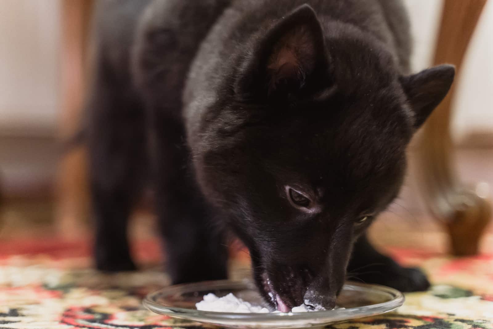 Ein schwarzer Hund isst Hüttenkäse