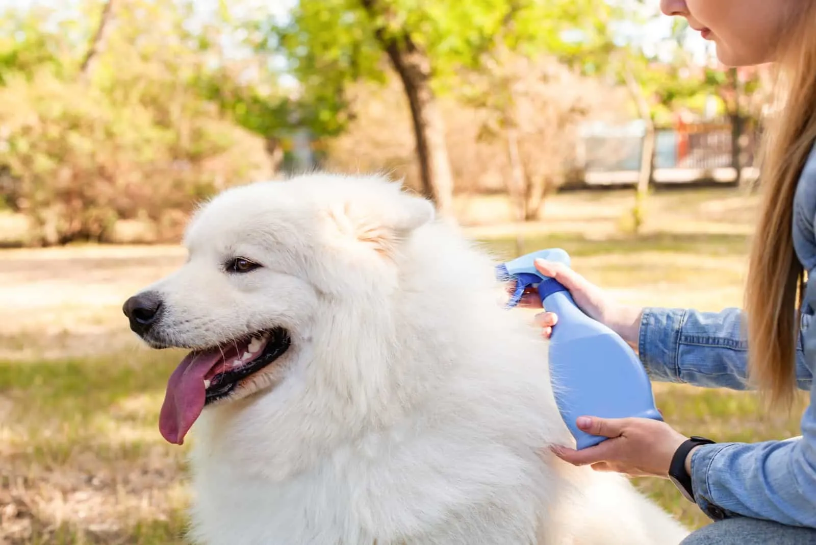Eine Frau besprüht Hunde mit einem Anti-Floh- und Zeckenpräparat