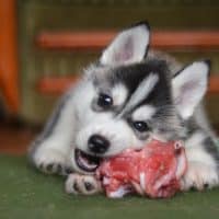 Ein Siberian Husky Welpe isst rohes Fleisch