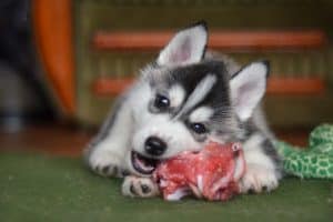 Ein Siberian Husky Welpe isst rohes Fleisch