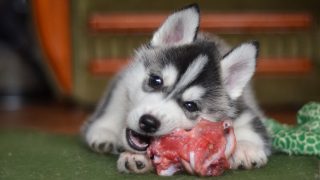 Ein Siberian Husky Welpe isst rohes Fleisch