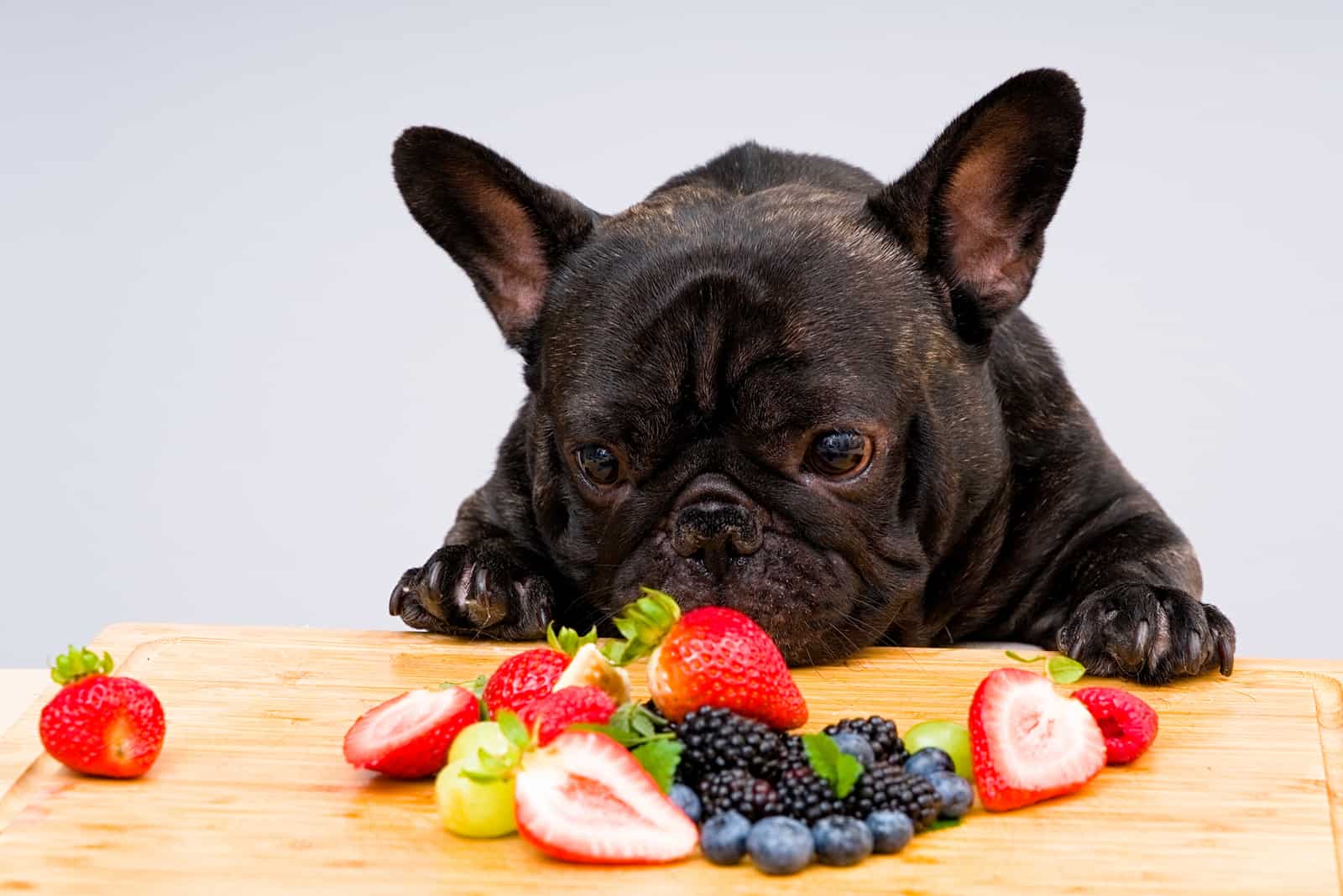 Französische Bulldogge bereit, frisches Obst zu essen