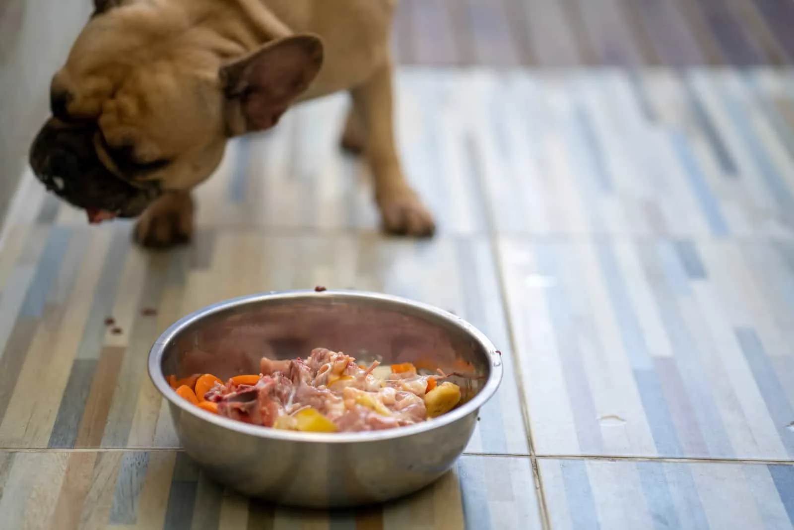 Französische Bulldogge, die Rohkost isst