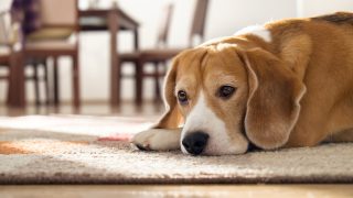 Beagle-Hund, der auf Teppich liegt