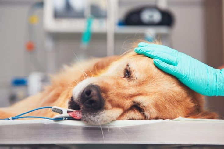 Magengeschwür Hund Ursachen, Symptome, Behandlung und Vorbeugung