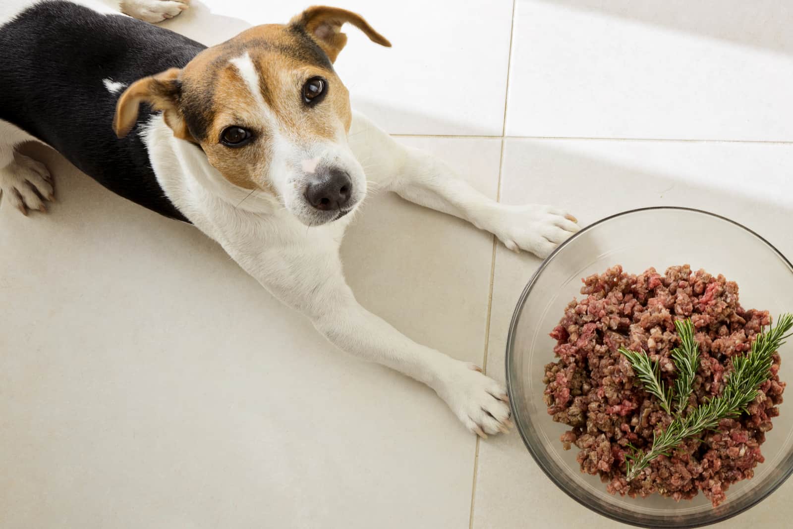 Hund Jack Russell Terrier liegt mit einer riesigen Schüssel rohem Hackfleisch