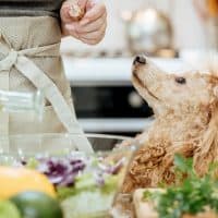Der Hund sieht die Frau an, während sie kocht