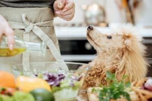 Der Hund sieht die Frau an, während sie kocht