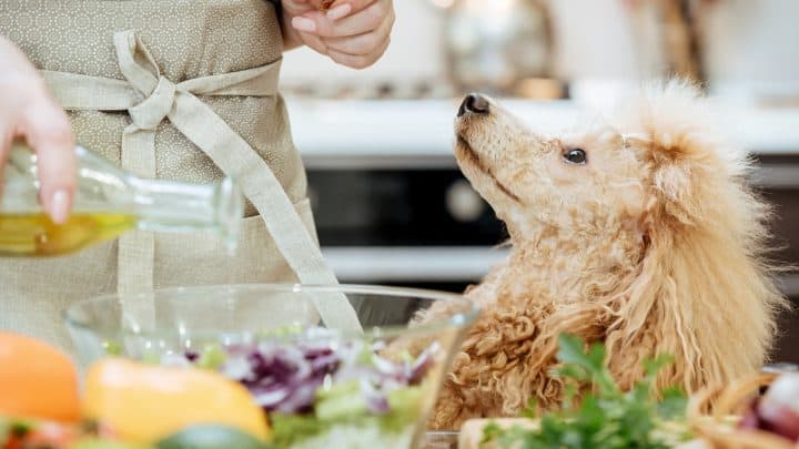 Hund Olivenöl – Wie gesund ist das Öl für Hunde wirklich?