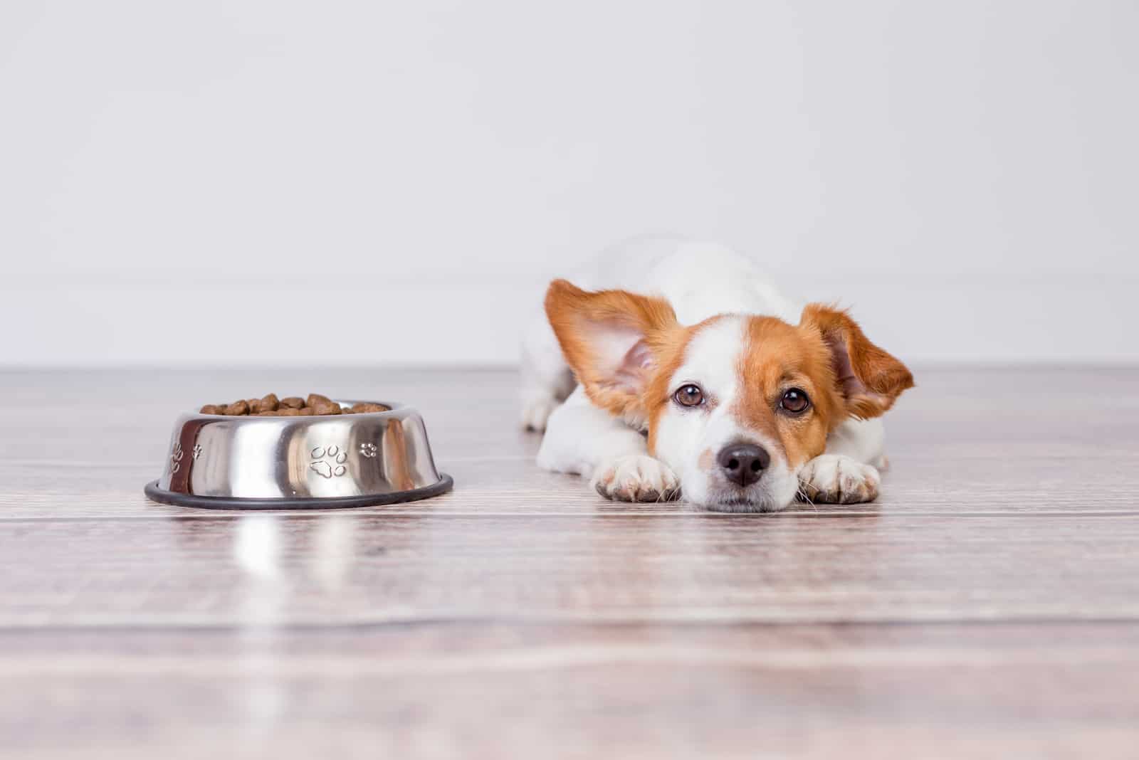 Gastritis Hund Wie äußert sich eine Gastritis beim Hund?