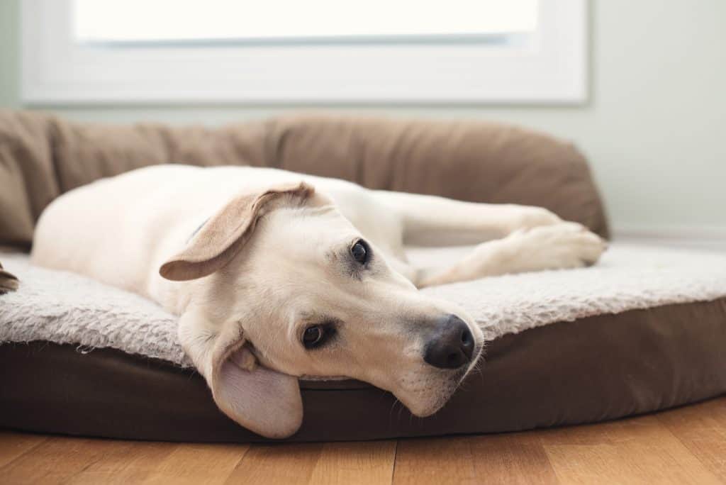Gastritis Hund Wie äußert sich eine Gastritis beim Hund?