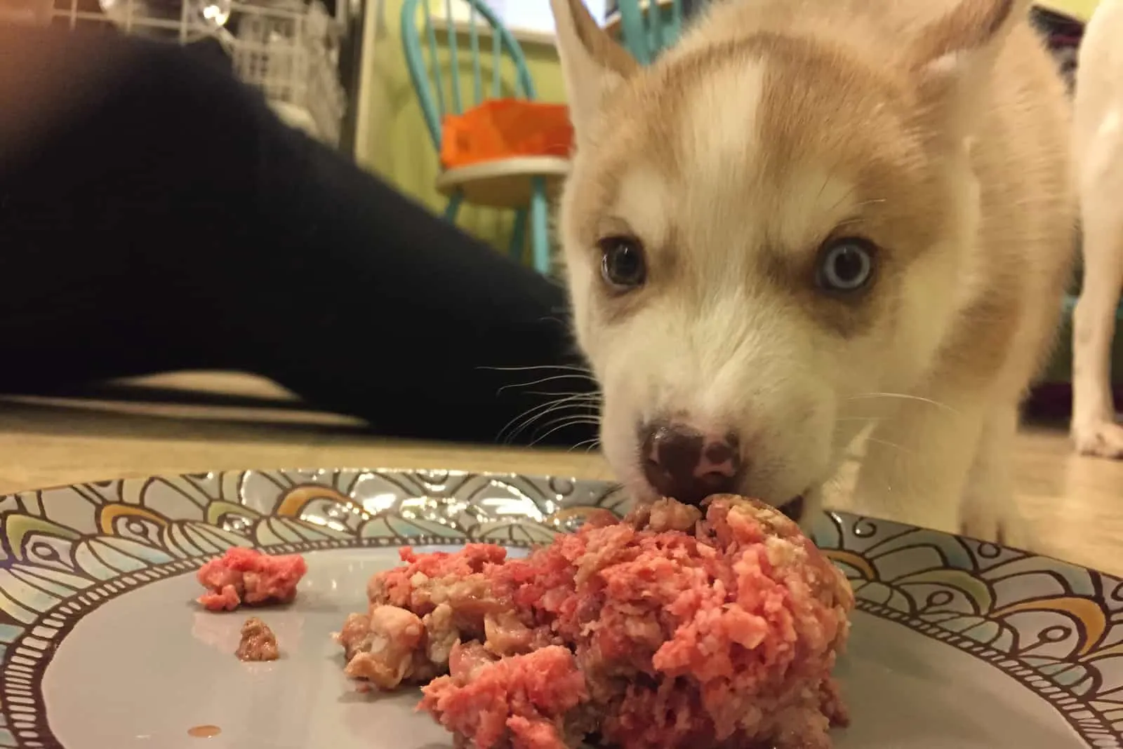 Husky Welpe frisst sein Rohfutter von einem Teller