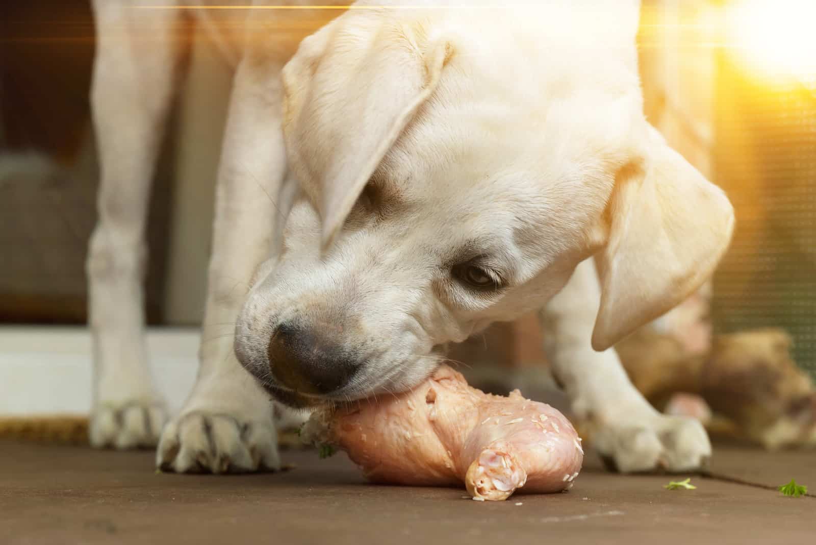 Labrador Hund Welpe isst Hühnertrommelstock