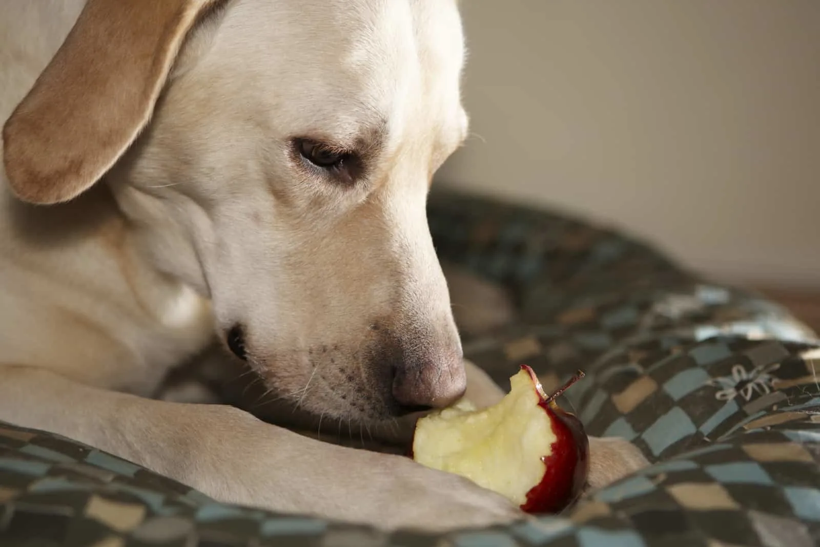 Labrador Retriever isst einen roten Apfel