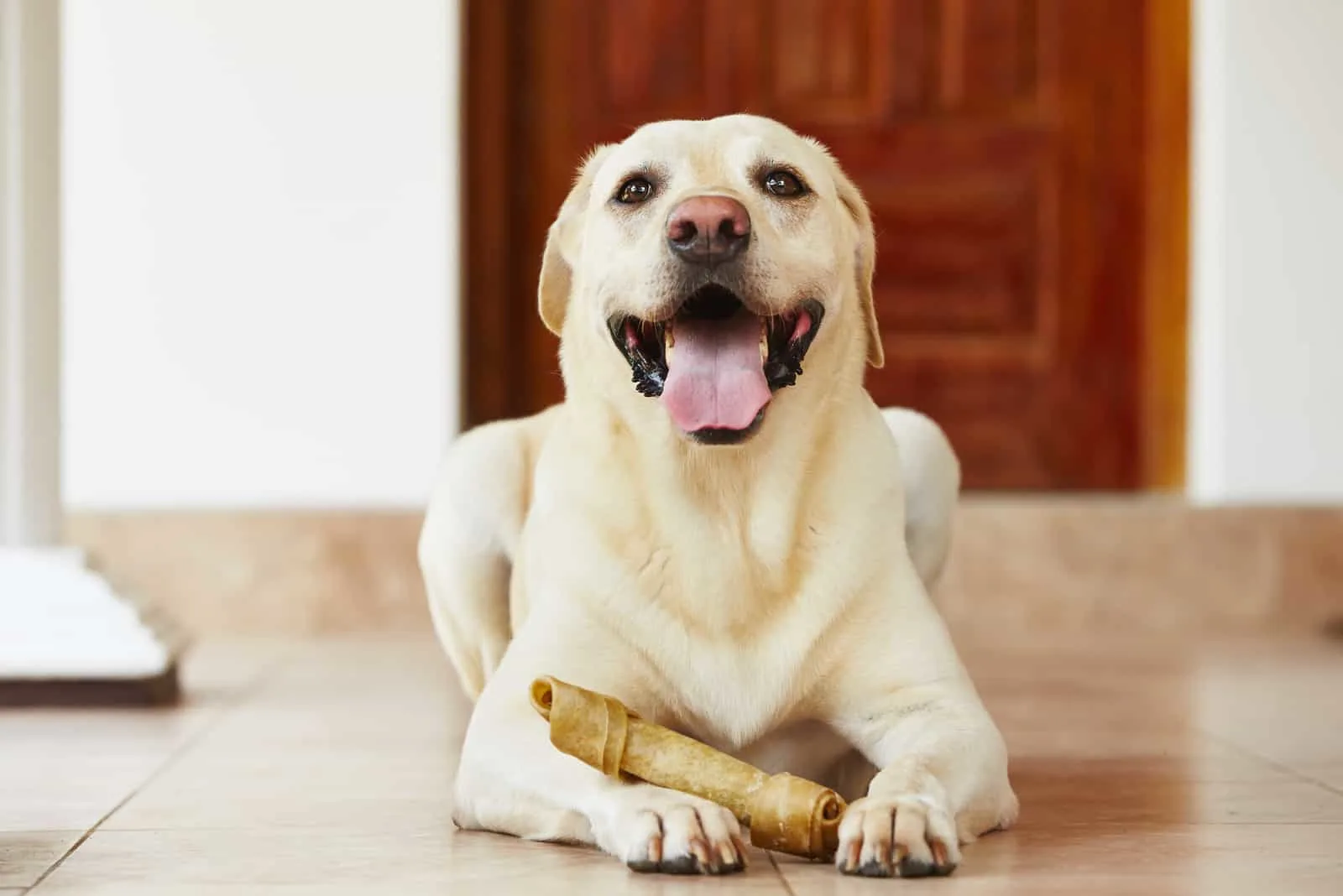 Labrador Retriever mit Knochen wartet zu Hause