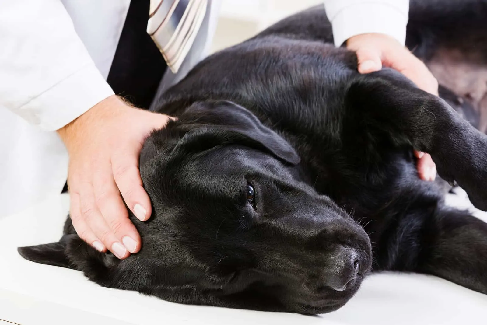 Labrador liegt auf dem Tisch und wird vom Tierarzt untersucht