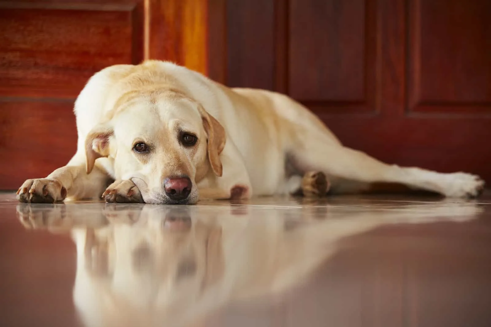 Labrador retriever is lying on door of the house