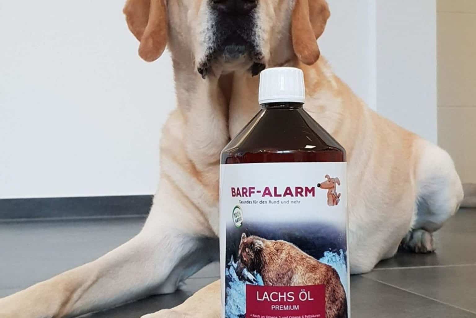 Der positive Effekt von Lachsöl für Hunde
