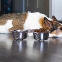 Ein kranker Hund liegt neben einem Behälter mit Futter und Wasser