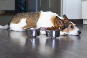 Ein kranker Hund liegt neben einem Behälter mit Futter und Wasser