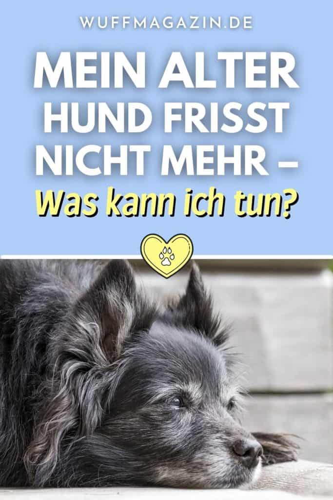 Mein alter Hund frisst nicht mehr Was kann ich tun?