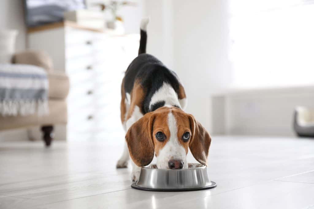 Was füttere ich beim Hund bei übersäuertem Magen?
