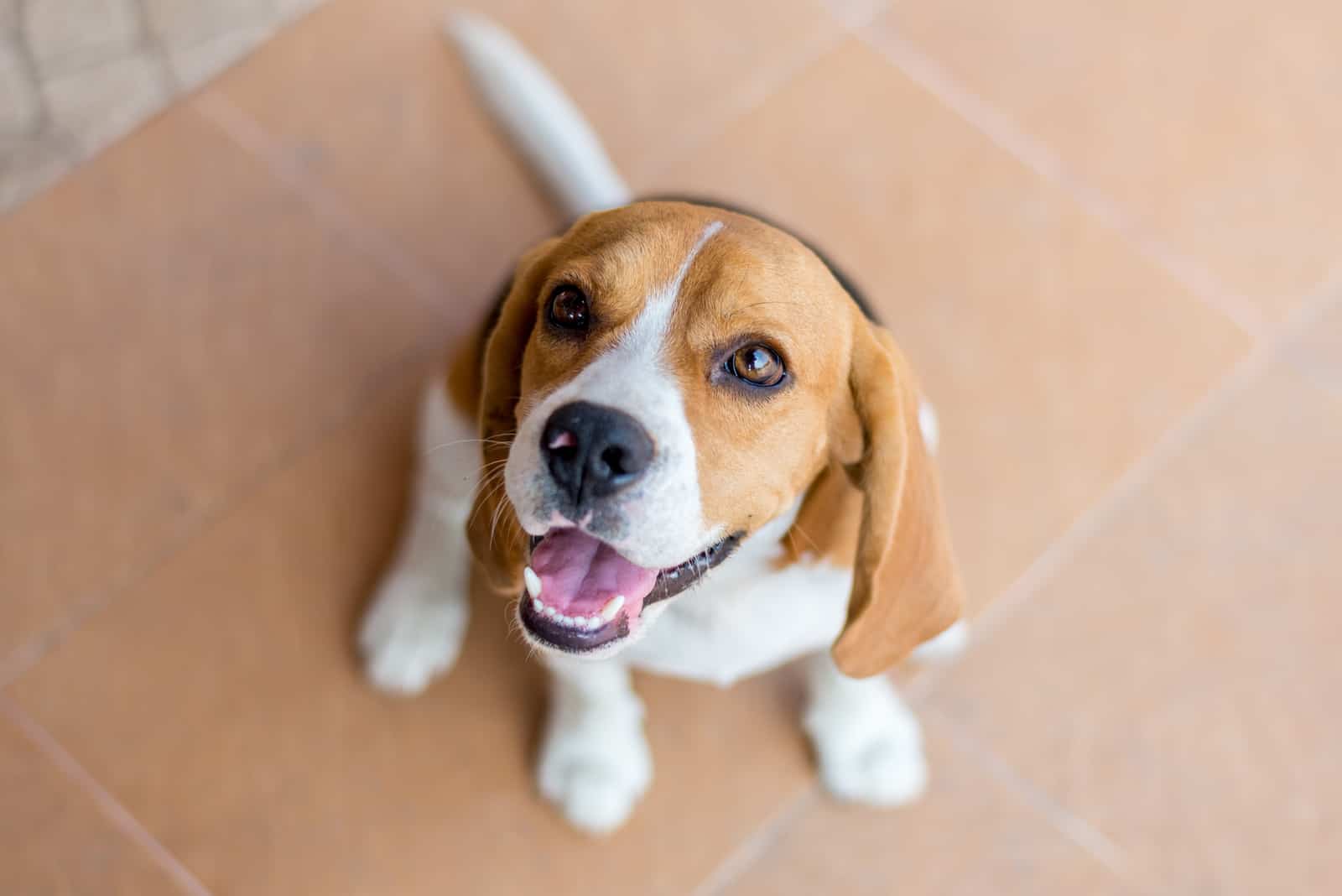 Porträt niedlichen Beagle-Welpenhund, der nach oben schaut
